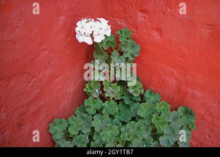 Shrub of White Ivy-leaf Geranium (Pelargonium) on Red Stone Wall Stock Photo
