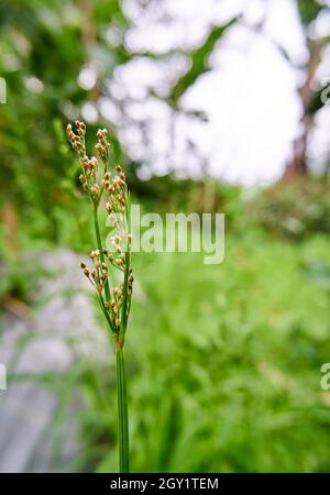 Beautiful wild plant Juncus rigidus. beautiful wild growing in the plantation. Stock Photo