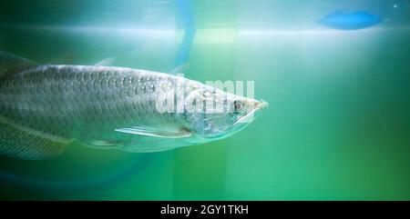 Beautiful arowana fish in the aquarium, jardini arowana fish. Stock Photo