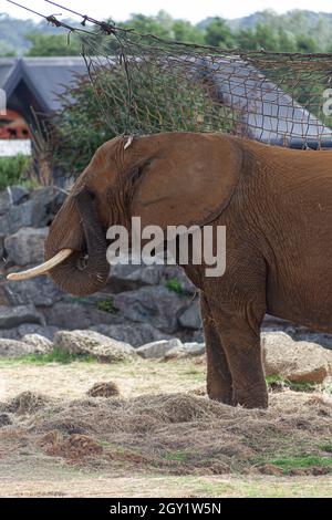 Elephant at Colchester Zoo Stock Photo