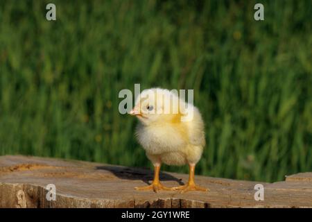 baby chickens on grass,italy Stock Photo