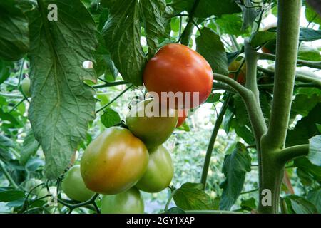 Fresh red tomatoes ready to be harvested in the garden. Stock Photo