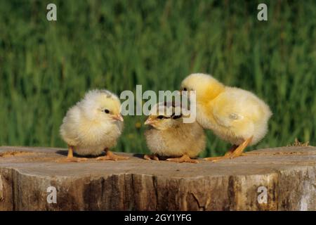 baby chickens on grass,italy Stock Photo