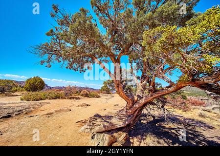 Close up of large desert tree with twisted bark and blue sky Stock Photo