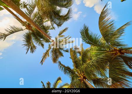 Looking up view of group of palm trees against blue sky Stock Photo