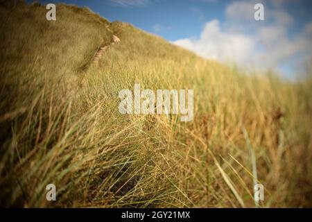 Marram grass blowing in the wind in sand dunes on the North Sea coast at Alnmouth, Northumberland, UK. Stock Photo