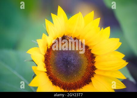 Wasp (Hymenoptera) on sunflower head (Helianthus Annuus). Concept of environment, positivity, optimism, happiness Stock Photo