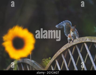 Portrait of Eastern Gray Grey Squirrel (Sciurus Carolinensis) on wooden fence next to giant sunflower Stock Photo