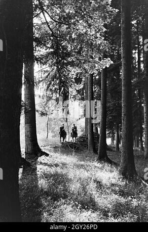 Reiter bei einem Reitausflug im Wald bei Freudenstadt, Deutschland 1930er Jahre. Riders on a horse-riding trip in the woods near Freudenstadt, Germany 1930s. Stock Photo