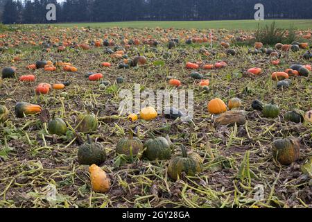 Different colored pumpkins in a large pumpkin patch. Stock Photo