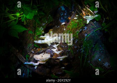 A group of bioluminescent mushrooms known as Panellus Stipticus grow on the side of a dead tree stump in the Florida Everglades. Stock Photo