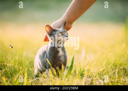 Woman Stroking Funny Young Gray Devon Rex. Kitten Sitting In Green Grass. Short-haired Cat Of English Breed Stock Photo