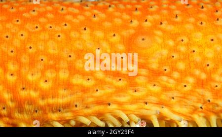 Skin detail of a warty sea cucumber, Apostichopus parvimensis, Point Lobos State Natural Reserve, California, USA Stock Photo