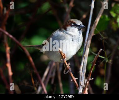 Male House Sparrow in a bramble hedge Stock Photo