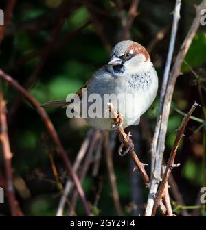 Male House Sparrow in a bramble hedge Stock Photo