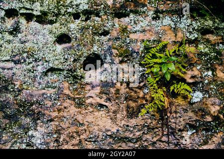 Detail texture stone wall with ferns and lichen Stock Photo