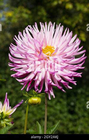 Dahlia 'Suede'. Stock Photo