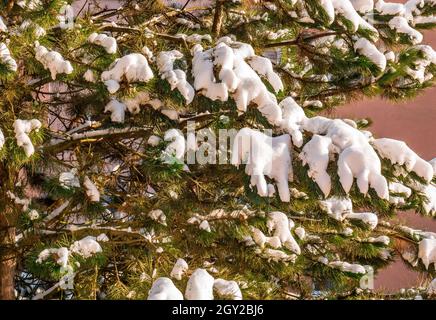Snow on a pine tree illuminated by the sun Stock Photo