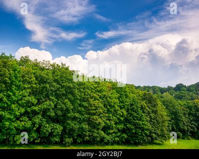 Massive wall of clouds, Cumulus congestus or towering cumulus, over the forest horizon Stock Photo
