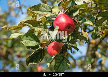 Ripe red apples on a tree branch Stock Photo