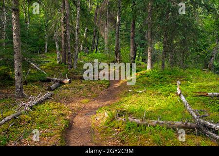 Hiking trail in the deciduous forest at Moose Creek, Moose Pass, Kenai Peninsula, Alaska, USA Stock Photo