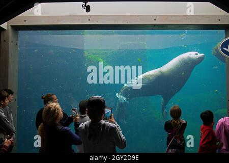 Visitors take picture of a large steller sea lion, Eumetopias jubatus, in captivity at the Alaska Sealife Center, Seward, Alaska, USA Stock Photo