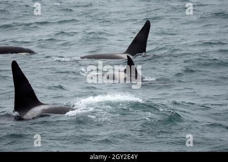 Orcas or killer whales, Orcinus orca, breathing on the surface, Resurection Bay, Kenai Peninsula, Alaska, USA Stock Photo