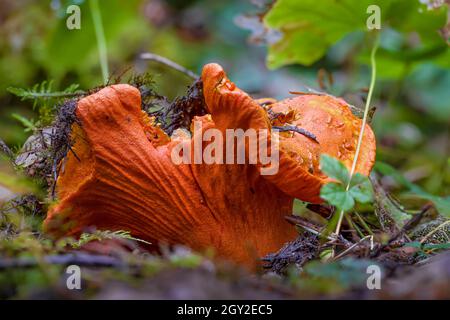 Lobster Mushroom, Hypomyces lactifluorum, at Staircase in Olympic National Park, Washington State, USA Stock Photo