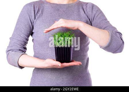 A woman in a gray t-shirt holds micro green polka dots on her hand on a white background. Stock Photo