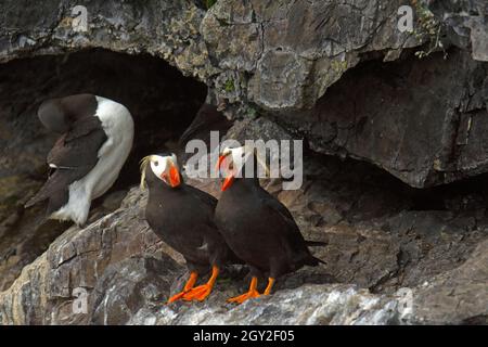 Pair of tufted puffins, Fratercula cirrhata, Cheval island, Kenai Fjords National Park, Alaska, USA Stock Photo