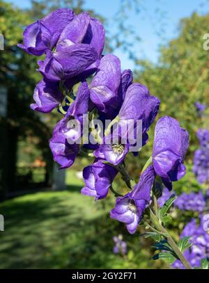 Colourful herbaceous border with purple Aconitum Volubile flowers, photographed in autumn in the St John's Lodge garden, located in the Inner Circle, Stock Photo