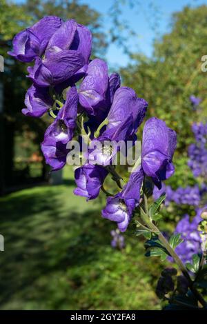 Colourful herbaceous border with purple Aconitum Volubile flowers, photographed in autumn in the St John's Lodge garden, located in the Inner Circle, Stock Photo