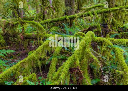 Luxuriant mosses on branches on the forest floor along trail at Staircase in Olympic National Park, Washington State, USA Stock Photo