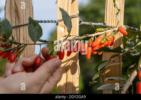 Ripe Goji berries plant branch. Lycium barbarum Stock Photo