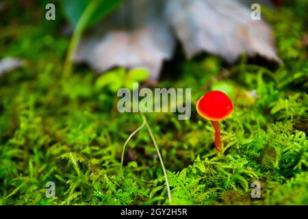 A tiny red mushroom grows in the undergrowth of a forest in front of a small log Stock Photo