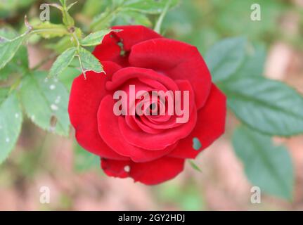 A beautiful single red rose in a rose garden. Stock Photo
