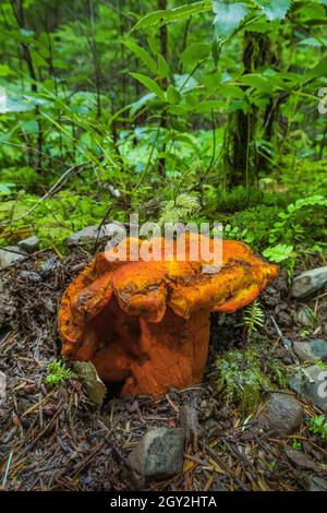 Lobster Mushroom, Hypomyces lactifluorum, at Staircase in Olympic National Park, Washington State, USA Stock Photo