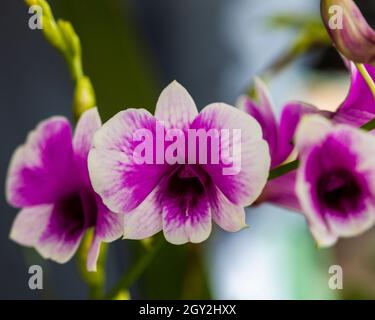 Orchid displayed at the Redlands Orchid Festival in Homestead Stock Photo