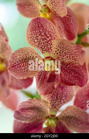 Orchid displayed at the Redlands Orchid Festival in Homestead Stock Photo