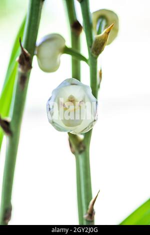 Orchid displayed at the Redlands Orchid Festival in Homestead Stock Photo