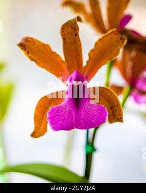 Orchid displayed at the Redlands Orchid Festival in Homestead Stock Photo