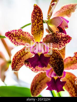 Orchid displayed at the Redlands Orchid Festival in Homestead Stock Photo