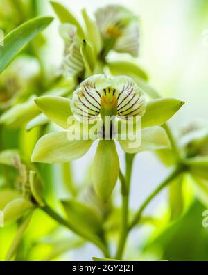 Orchid displayed at the Redlands Orchid Festival in Homestead Stock Photo