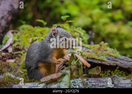 Chickaree, Tamiasciurus douglasii, aka Douglas or Pine Squirrel, feeding on maple seeds at Staircase in Olympic National Park, Washington State, USA Stock Photo