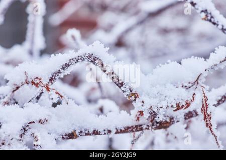 Macro of snowflakes on small branches Stock Photo