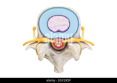 Superior view of human lumbar vertebra with disc and spinal cord isolated on white background with copy space 3D rendering illustration. Anatomy and m Stock Photo