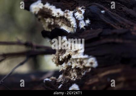 Mycelium growing on tree truck close up fungus starting to grow and decompose old tree. Stock Photo