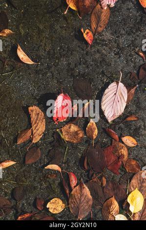 Overhead vertical image of autumn leaves in a puddle of water Stock Photo
