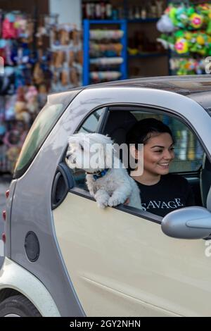 small terrier scottie or yorkshire terrier looking out of a car window with the owner sitting in the car. dog looking out of car window zakynthos. Stock Photo