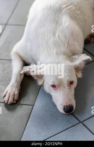 large white dog lying on a tiled floor with eyes open looking at camera. Alsatian type cross-bred large dog with white fur. albino Alsatian type breed Stock Photo